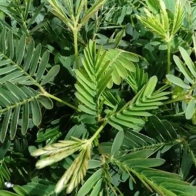 Mimosa pudica Leaf