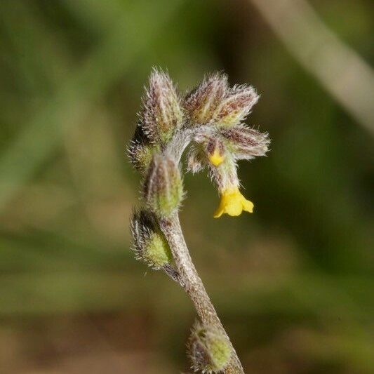 Myosotis balbisiana Other