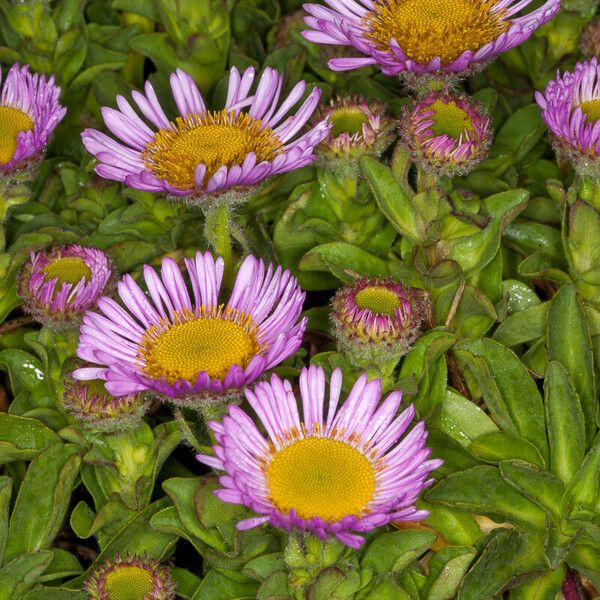 Erigeron glaucus Blodyn