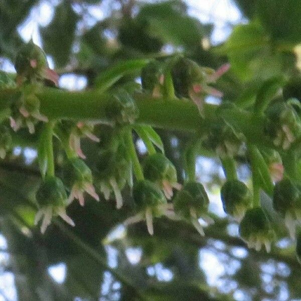 Coriaria ruscifolia Flower