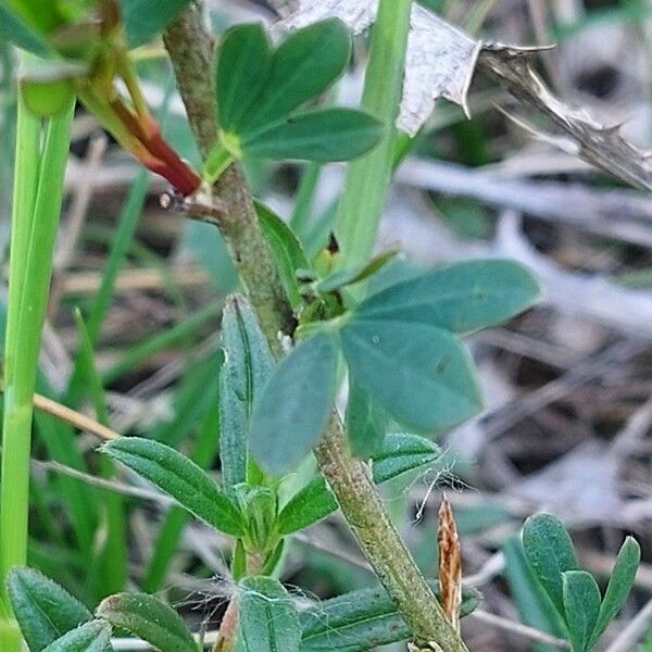 Chamaecytisus purpureus 叶