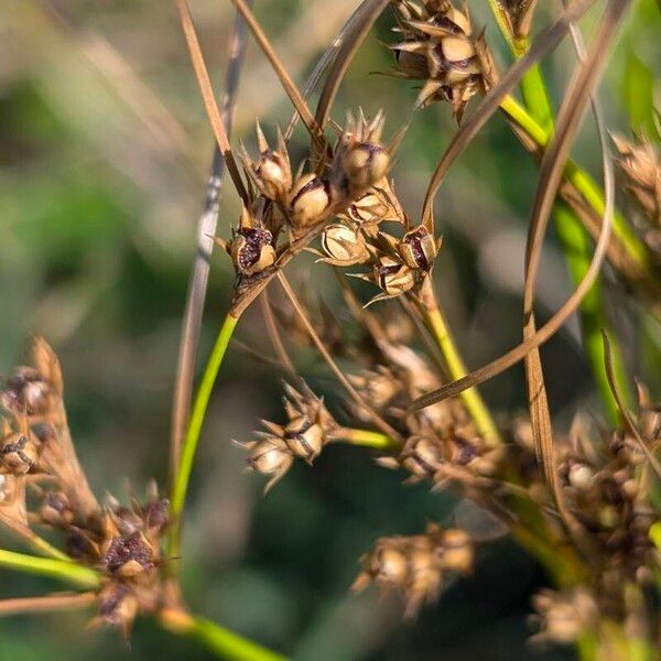 Juncus tenuis ഫലം