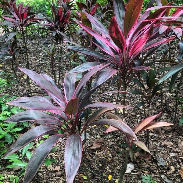 Cordyline fruticosa ᱛᱟᱦᱮᱸ