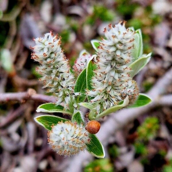 Salix helvetica फूल