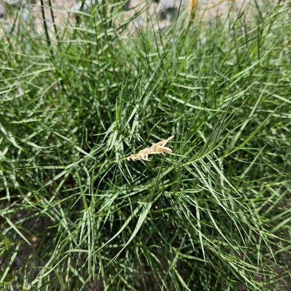 Distichlis spicata Flor