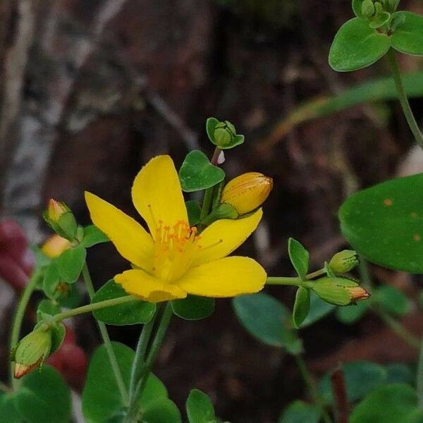 Hypericum pulchrum Flower