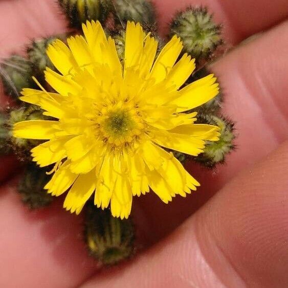 Pilosella piloselloides Flower