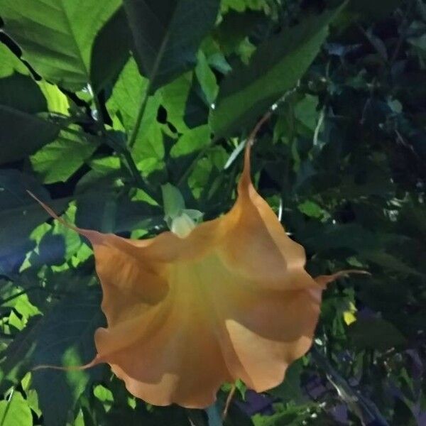 Brugmansia suaveolens Blomst