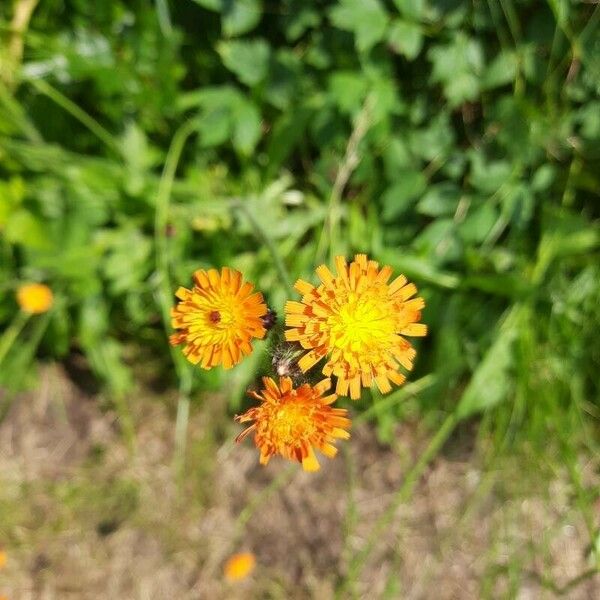 Pilosella aurantiaca Květ