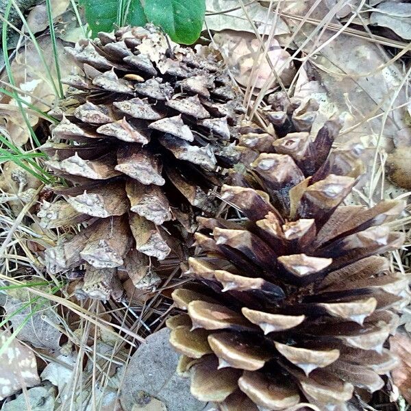 Pinus ponderosa Fruto