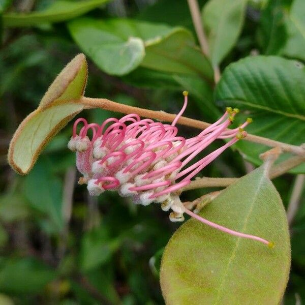 Grevillea macleayana Flors