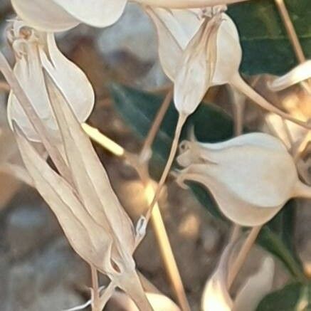 Gypsophila vaccaria फल