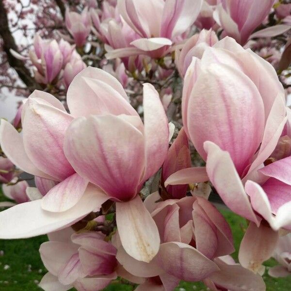 Magnolia × soulangeana ফুল