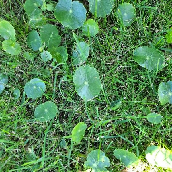 Hydrocotyle verticillata List