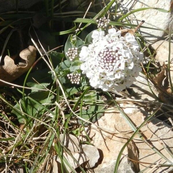 Noccaea caerulescens Flower