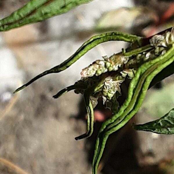 Rumex sanguineus Fiore