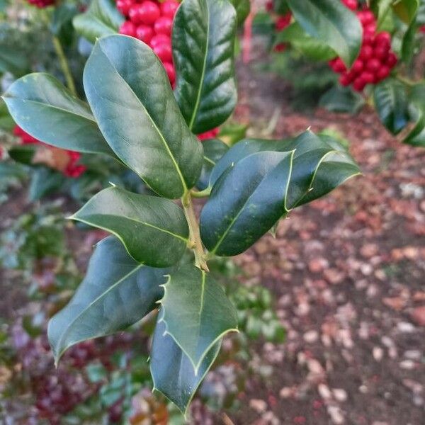 Ilex aquifolium Leaf