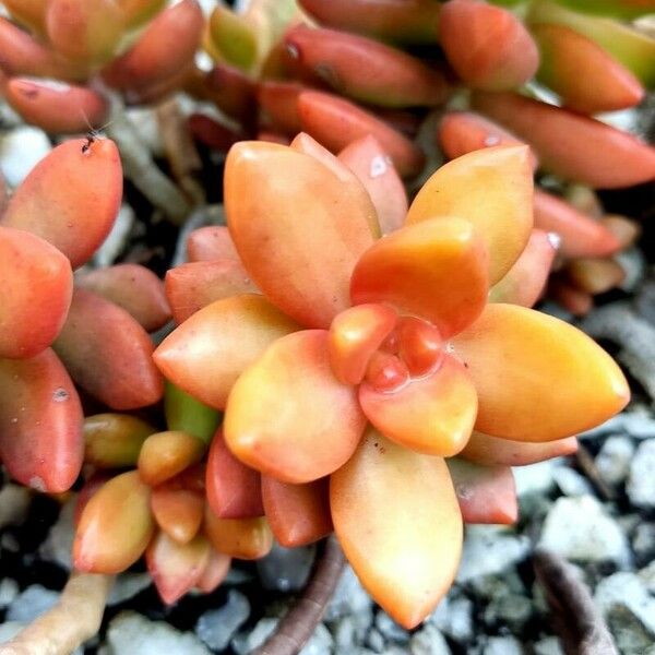 Sedum adolphi Blad