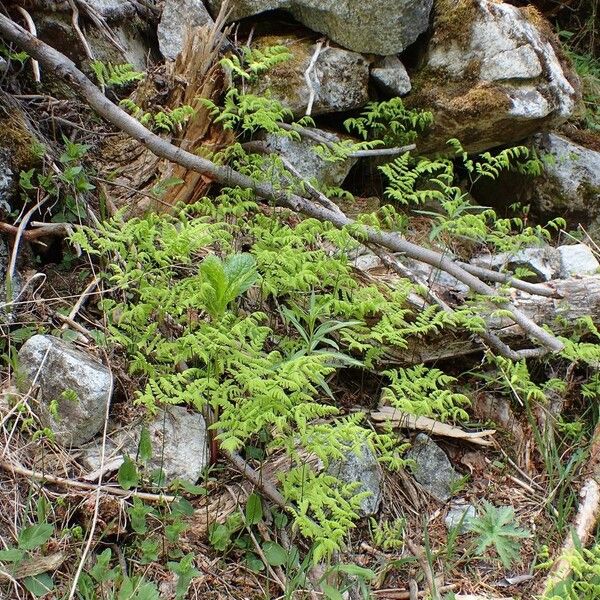 Gymnocarpium dryopteris Habitus