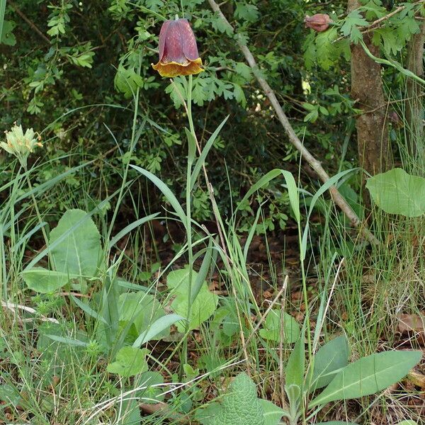 Fritillaria pyrenaica Pokrój