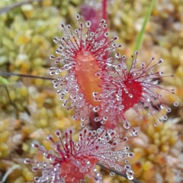 Drosera anglica Blad