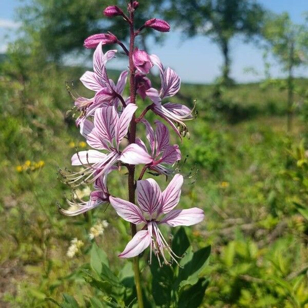 Dictamnus albus Blüte