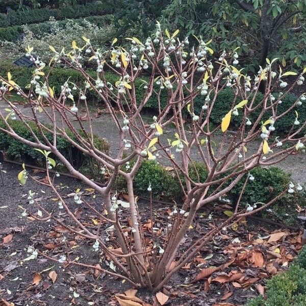 Edgeworthia tomentosa Hábito