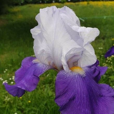 Iris × germanica Blomma