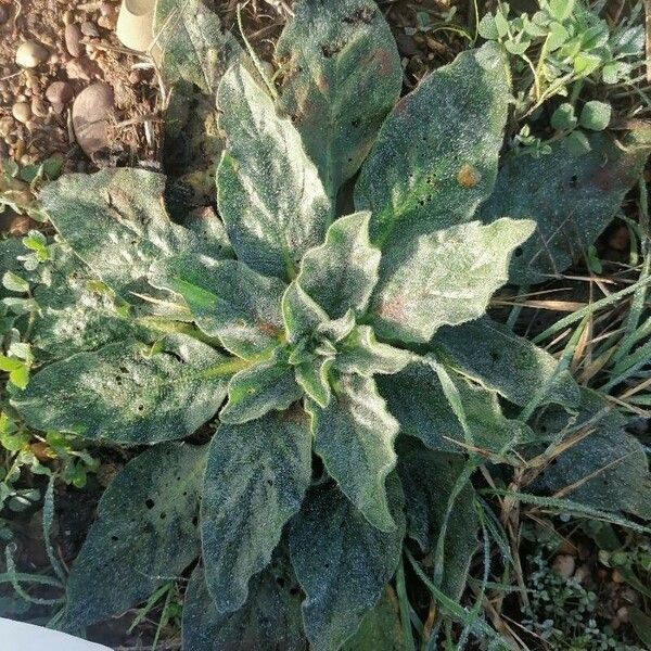 Verbascum phlomoides Folha