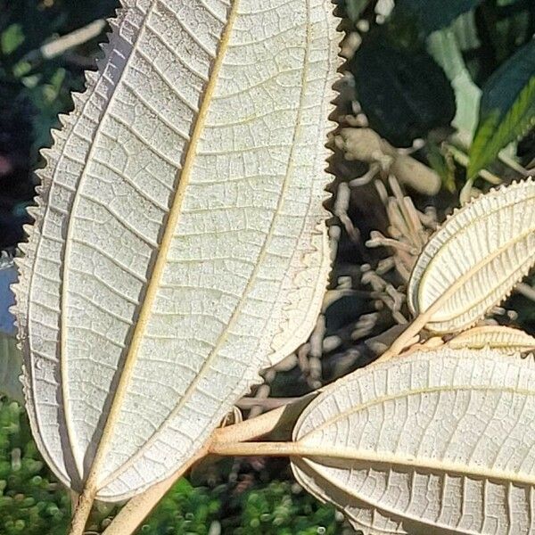 Miconia xalapensis Blad