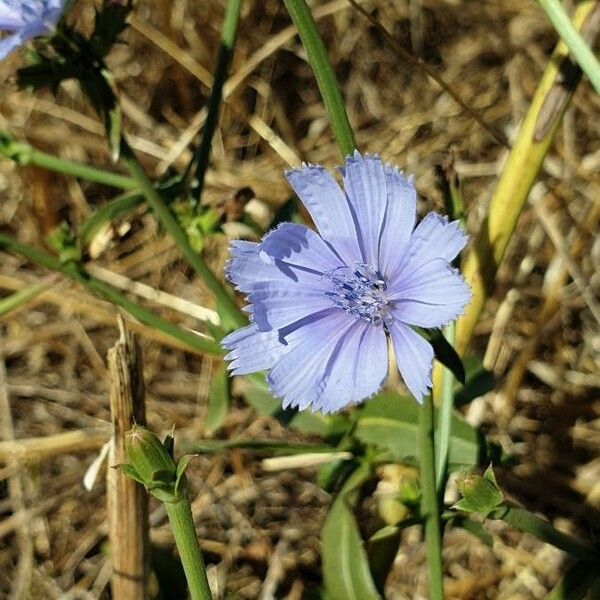 Cichorium endivia Blodyn