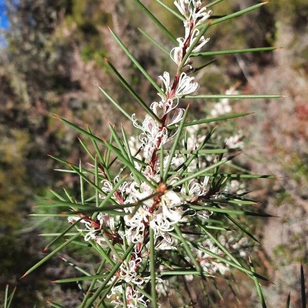 Hakea sericea Kvet