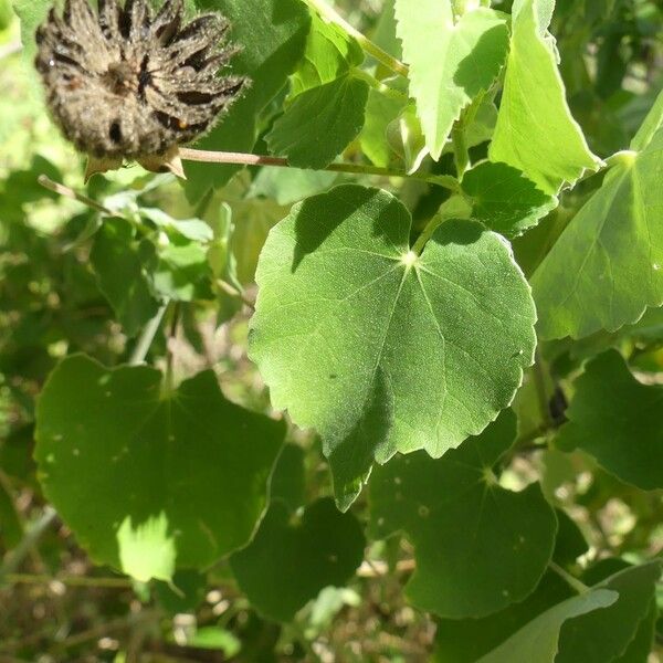 Abutilon indicum Blad