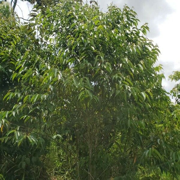 Miconia minutiflora Habitus