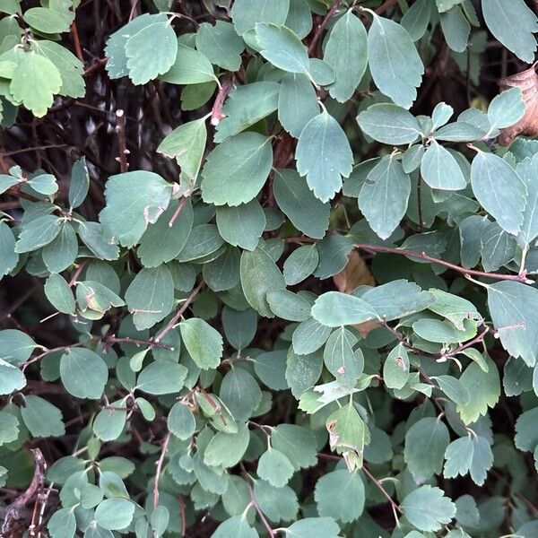 Spiraea trilobata List