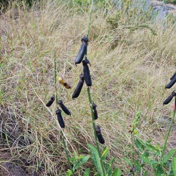 Crotalaria retusa Vili