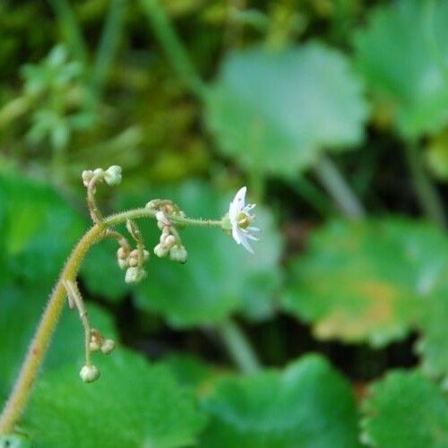 Micranthes mertensiana Flors