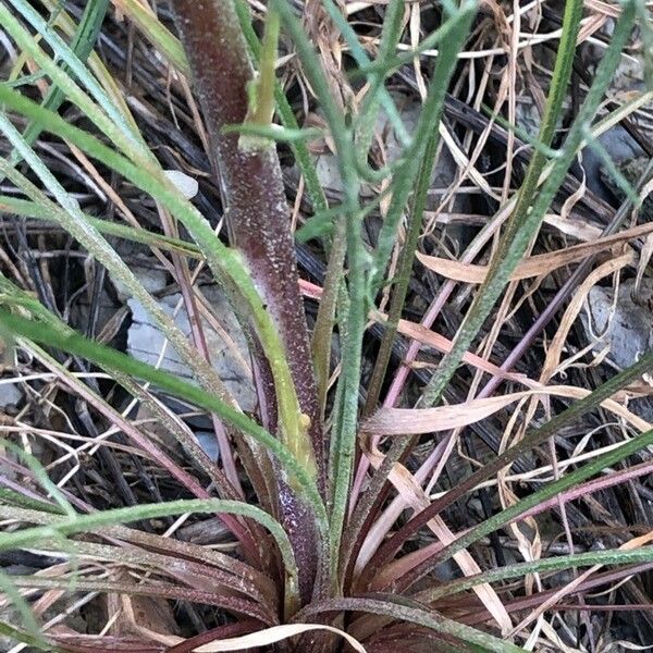 Pseudopodospermum brevicaule Casca