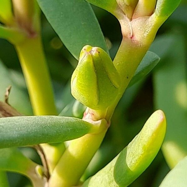 Sesuvium portulacastrum Fruit