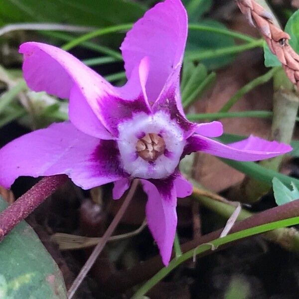 Cyclamen coum Žiedas