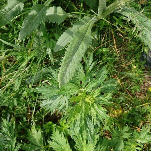 Tephroseris longifolia Leaf