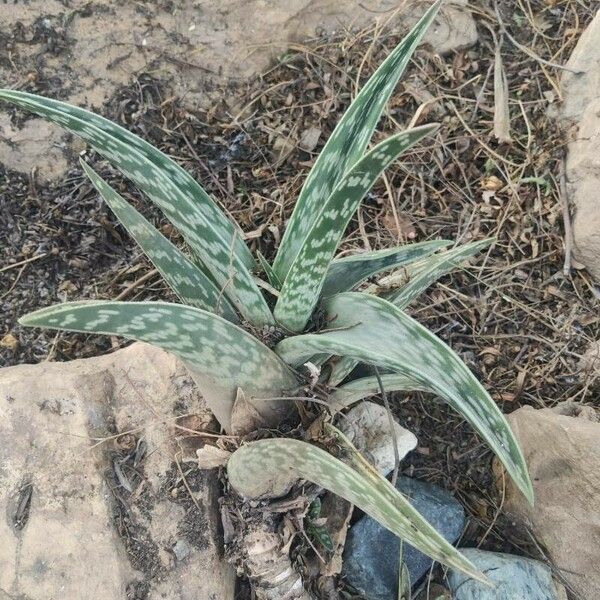 Aloe variegata Foglia