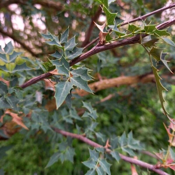 Berberis haematocarpa Fuelha