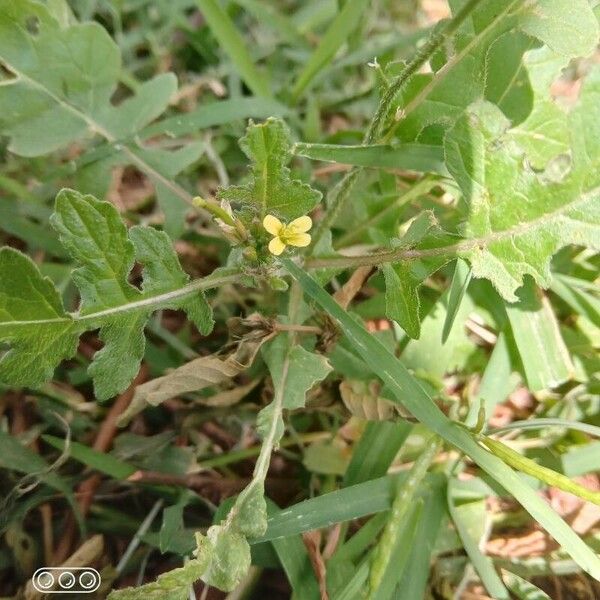 Brassica juncea 花