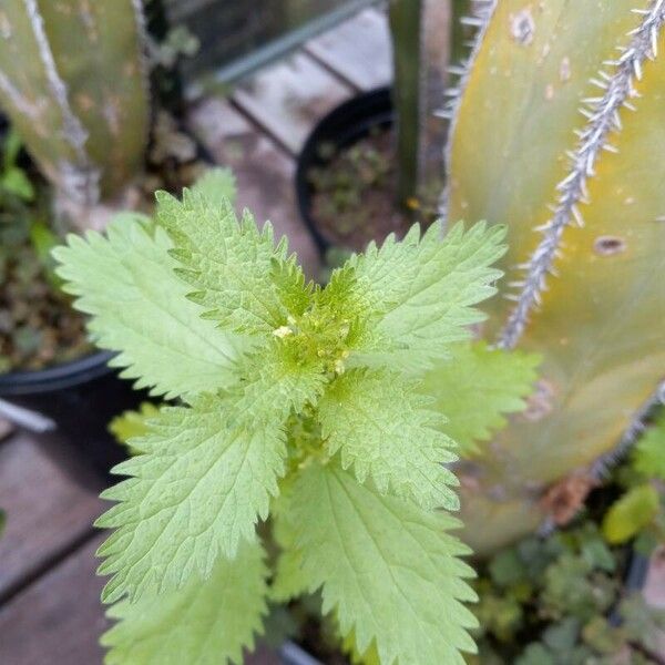 Urtica chamaedryoides Blatt