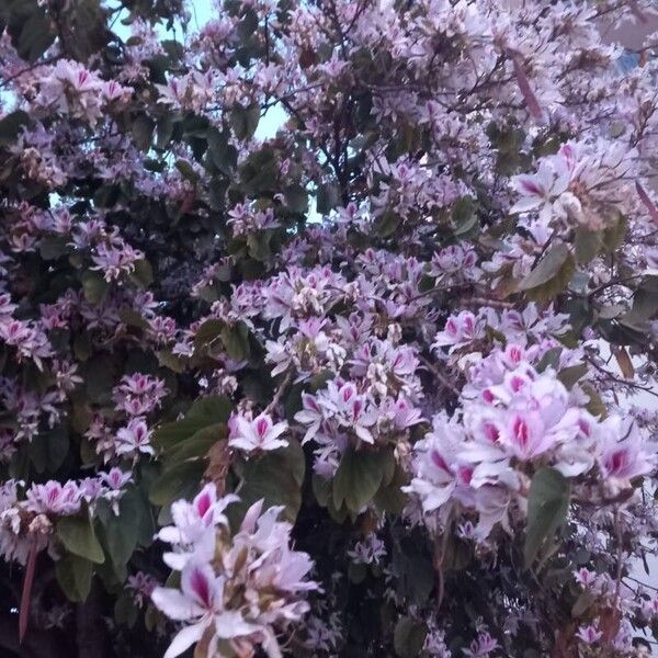 Bauhinia variegata Kvet