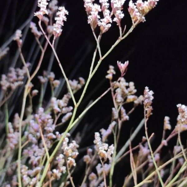 Limonium bellidifolium Kvet