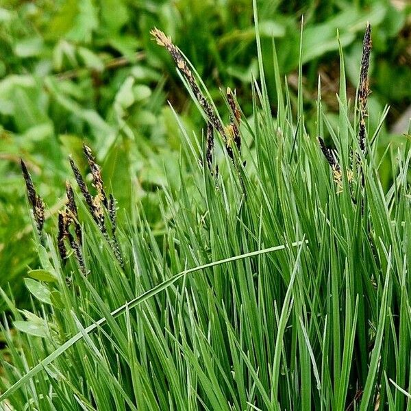 Carex nigra ᱵᱟᱦᱟ