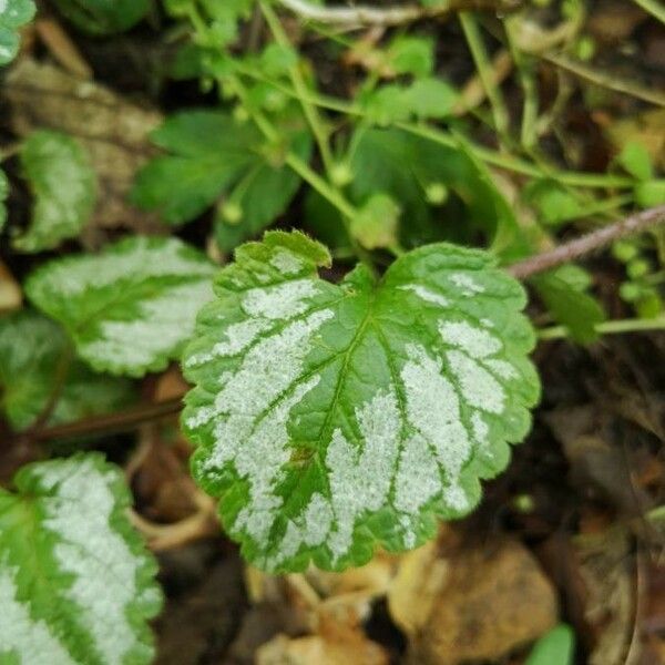 Lamium galeobdolon Лист