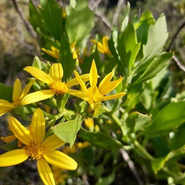 Chrysanthemoides monilifera Φύλλο